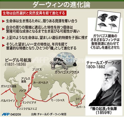 自然形態|ヘッケル ダーウィン進化論の伝道者『自然の芸術的。